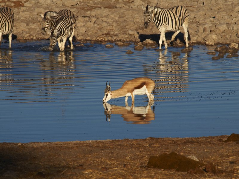 Etosha National Park, Okaukuejo, Zebra,
        Springbok